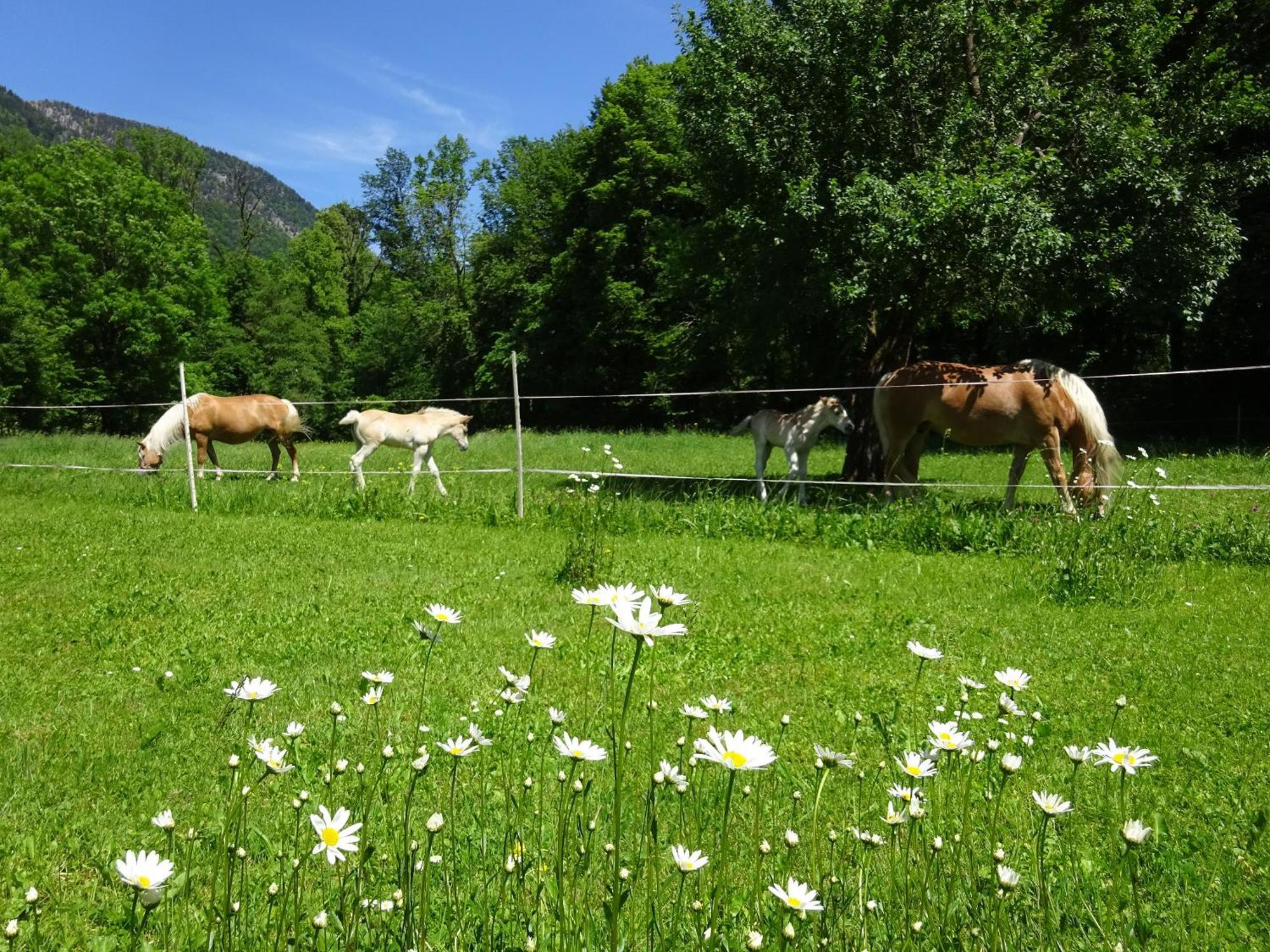 Ferienwohnungen Auhaus Bad Reichenhall Bagian luar foto